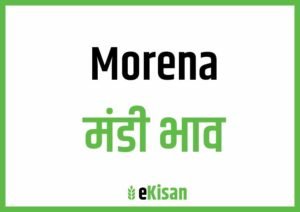 Morena Mandi Bhav