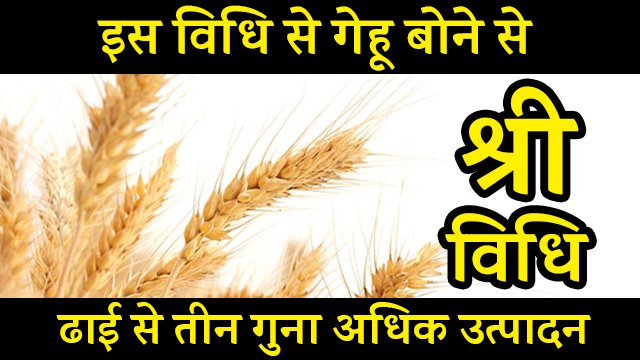 gehu shri vidhi wheat