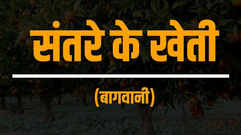 santare ki kheti orange farming