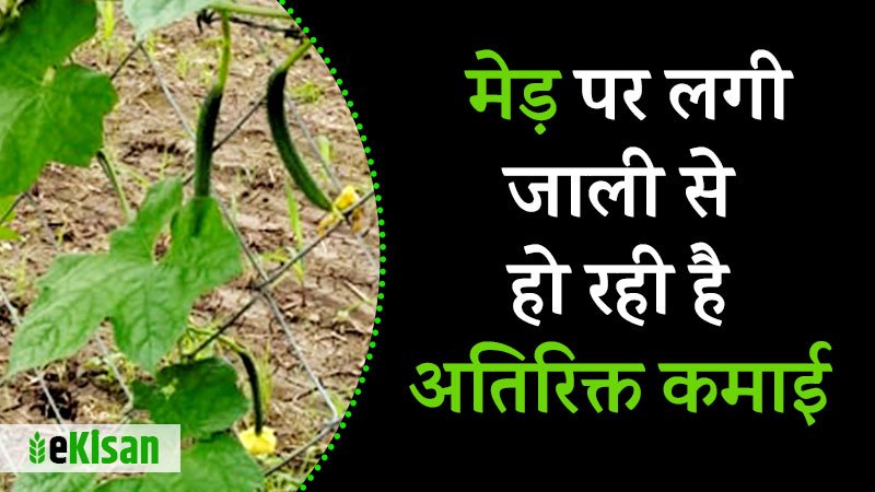 vegetables-farming-on-fencing