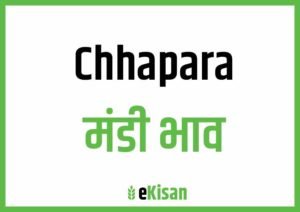 Chhapara Mandi Bhav