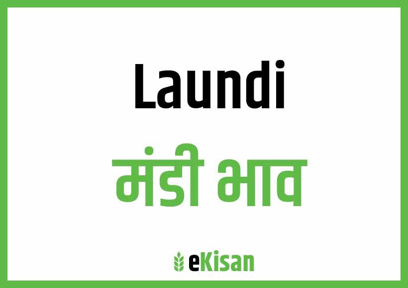 Laundi Mandi Bhav