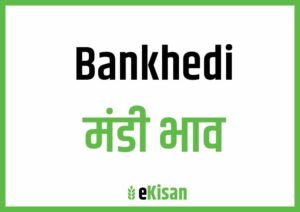 Bankhedi Mandi Bhav