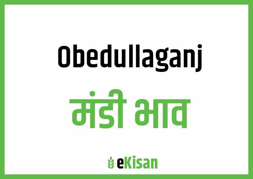 Obedullaganj Mandi Bhav