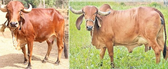 gir cow price