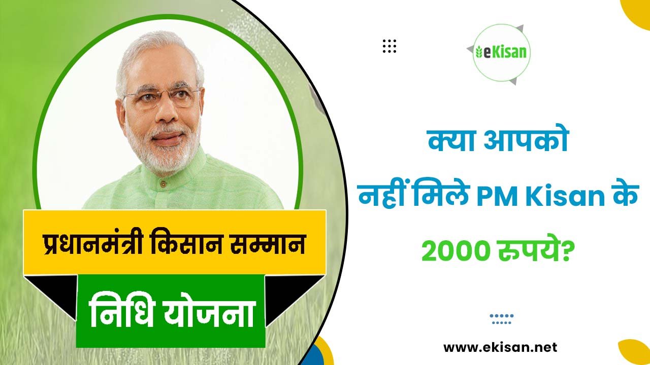 PM Kisan